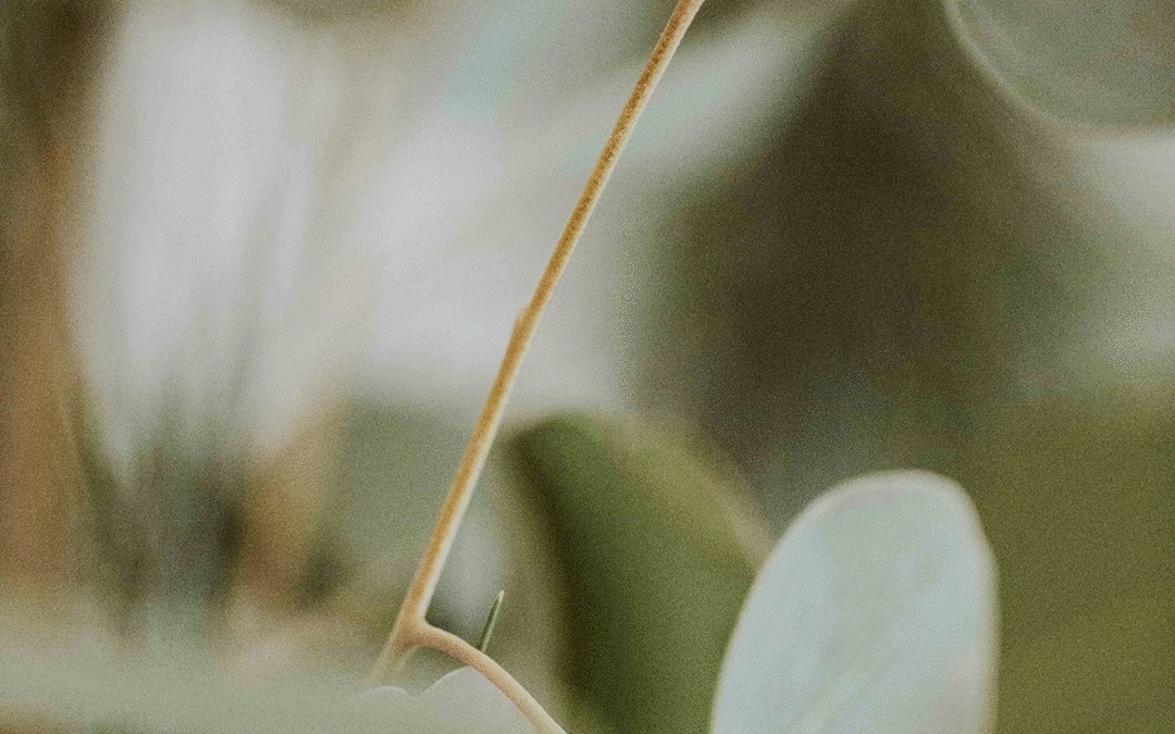 🌿Être écopreneur 🌿